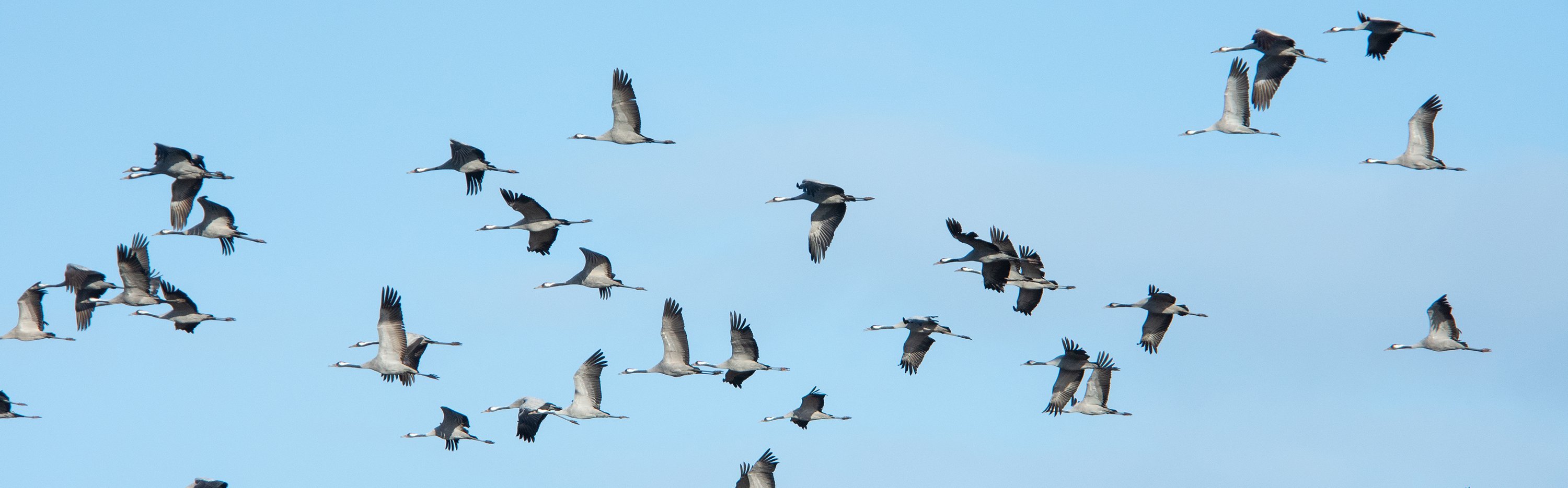 Kraniche im Flug