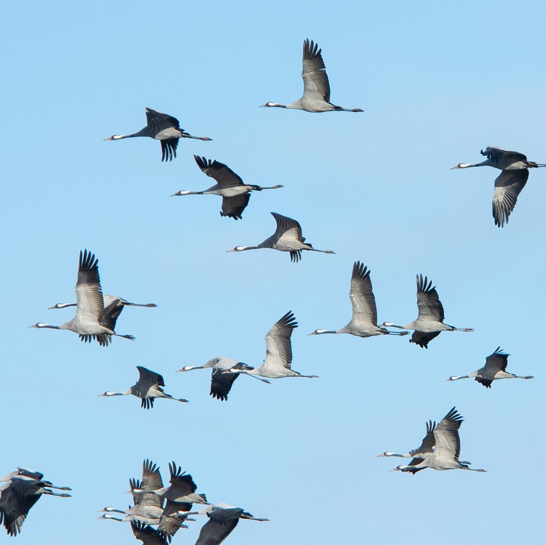 Kraniche im Flug